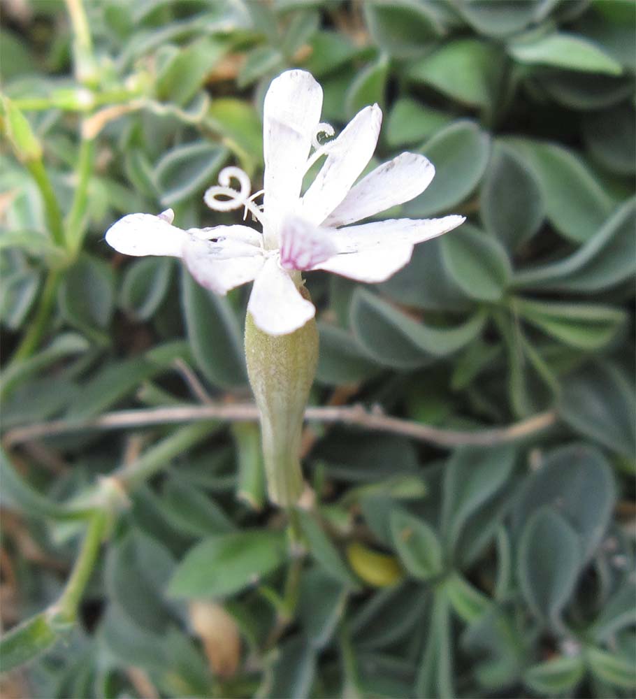 Cerastium? no, Silene nodulosa